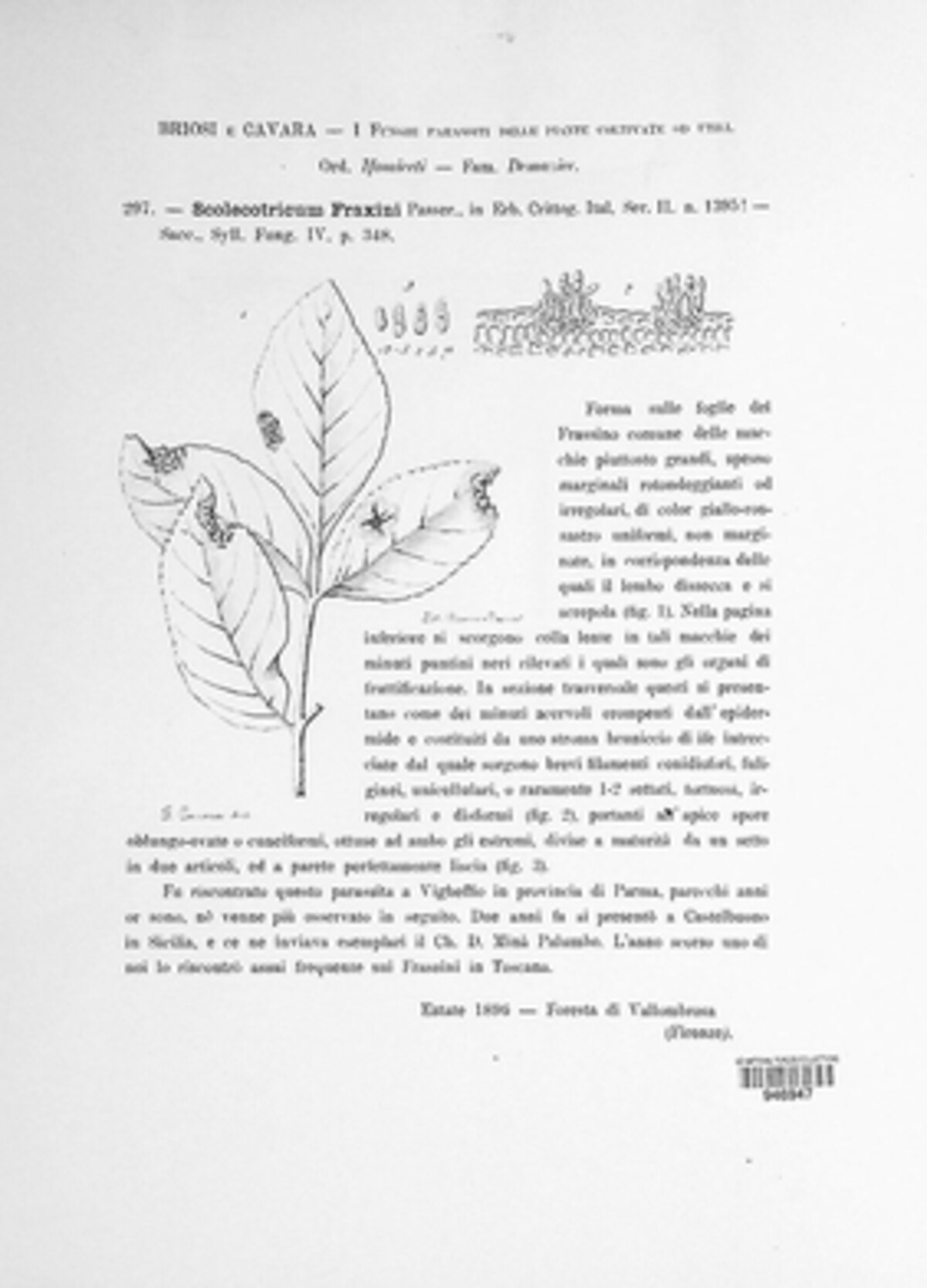 Scolicotrichum fraxini image